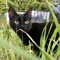 Crisis y desesperación en Córdoba: Denuncian que cazan gatos domésticos para consumo humano