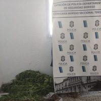 Les dió lugar para vivir y le plantaron marihuana en el patio