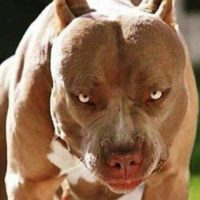 Berisso; Heroísmo Canino: Zila, la perra que dio su vida por un niño de un feroz Pitbull