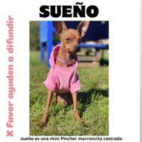 Urgente búsqueda en Berisso: Se extravió Sueño, una mini Pincher marrón
