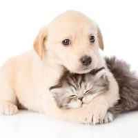 ¿Quien es más fiel los perritos o los gatitos?