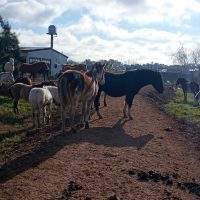 Ico-Ico terrenito: Tensión por Ocupación de Terreno con Caballos y Amenazas a Autoridades