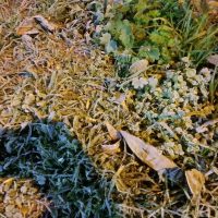 «HELADAZA»: Frío Intenso en Berisso y la Región Temperaturas Bajo Cero