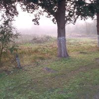 Densos Bancos de Niebla Cubren Berisso y la Región: Alerta y Precaución