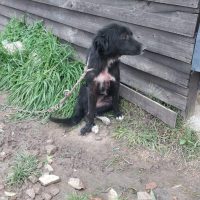 Dramático rescate animal en Berisso: La policía rescata a perros heridos y abandonados, dos detenidas