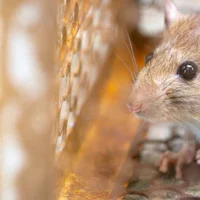 Caso de Leptospirosis en Ensenada Preocupa a la Región