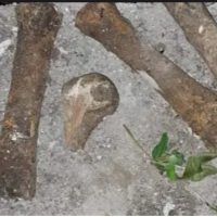 Misterio en Ensenada: Hallan Restos Óseos en la Vía Pública