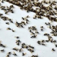 Invasión Masiva de Hormigas Voladoras