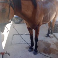 Berisso: Recuperan un caballo robado por tres menores de edad en el Barrio Obrero