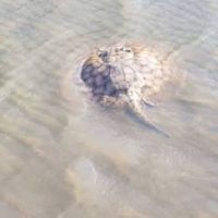 La picó una Raya en la Isla Paulino