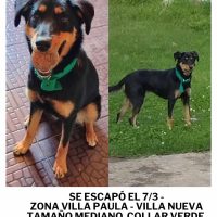 Urgente: Buscan a «Laila», una perra extraviada en Villa Paula – Villa Nueva