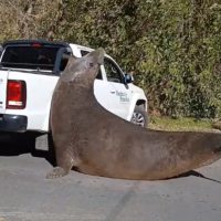 Hasta un Elefante Marino salió a pasear por Ensenada