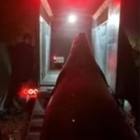 Exitoso operativo: logran trasladar y poner a salvo al elefante marino perdido en Ensenada