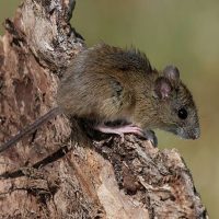 Alarma sanitaria en Argentina: el brote de Hantavirus supera el umbral de alerta con una letalidad del 31%