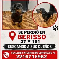 PERRITO BUSCA A SUS DUEÑOS