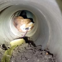 ¡MILAGRO EN EL DESAGÜE! BOMBERA ARRIESGÓ SU VIDA INGRESANDO A UNA CAÑERÍA PARA SALVAR A UNA PERRA Y A SUS OCHO CACHORROS RECIÉN NACIDOS