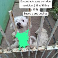 Buscan a la familia de un caniche hallado cerca del Corralón Municipal