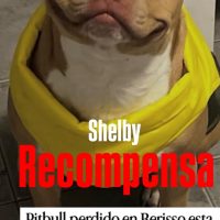 BÚSQUEDA DESESPERADA: OFRECEN RECOMPENSA POR SHELBY