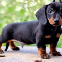 DENUNCIAN VENTA ILEGAL DE PERROS «MINI SALCHICHAS» A UN MILLÓN DE PESOS