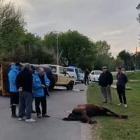MURIÓ UN CABALLO QUE ESTABA SUELTO EN UN FEROZ ACCIDENTE EN LOS TALAS