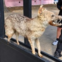 INSOLITO: EL ZORRITO MISTERIOSO DE BERISSO